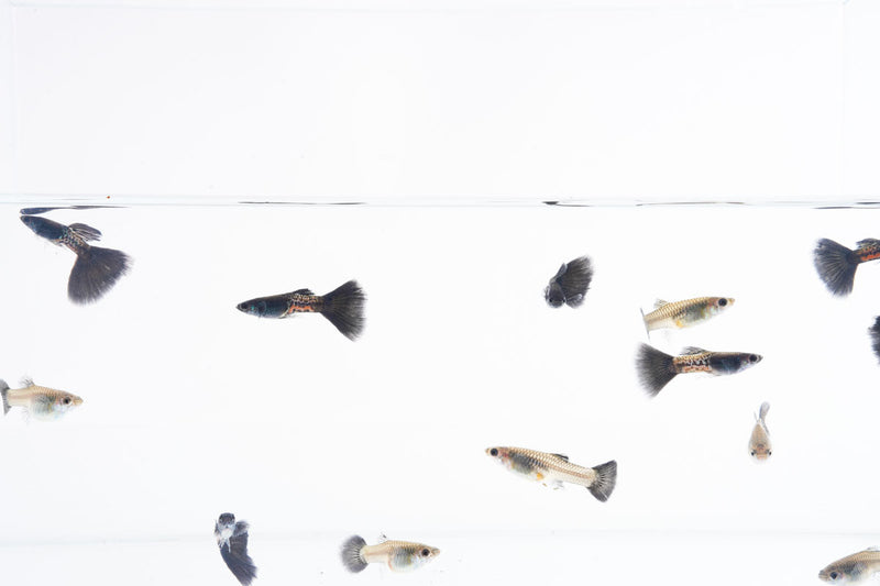 Black Metal Cobra Guppies by JA are vibrant freshwater fish with striking black and metallic coloration, ideal for aquarium enthusiasts.
