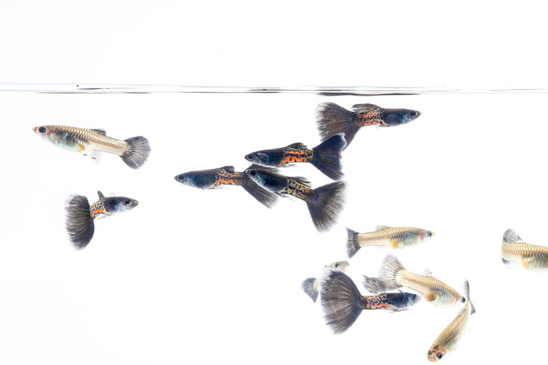 Black Metal Cobra Guppies, vibrant fish with black and metallic coloring, swimming in an aquarium.