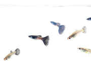 Black Metal Cobra Guppies, live fish by JA, showcasing vibrant black and metallic patterns in an aquarium setting.