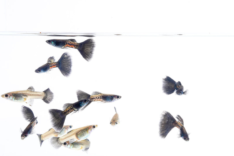 Black Metal Cobra Guppies, vibrant fish species with black and metallic coloration, swimming in an aquarium.