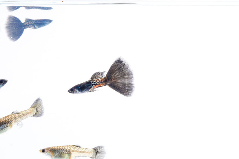 Black Metal Cobra Guppies, vibrant fish by JA with striking black and metallic coloration swimming in an aquarium.
