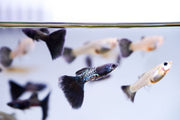 Black Metal Cobra Guppies, vibrant fish with black and metallic patterns, swimming in an aquarium. JA brand.