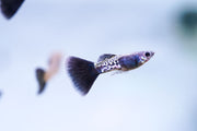 Black Metal Cobra Guppies fish by JA with vibrant black and metallic coloration, displayed swimming in an aquatic environment.