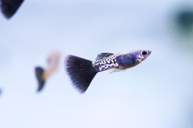 Black Metal Cobra Guppies fish by JA with vibrant black and metallic coloration, displayed swimming in an aquatic environment.