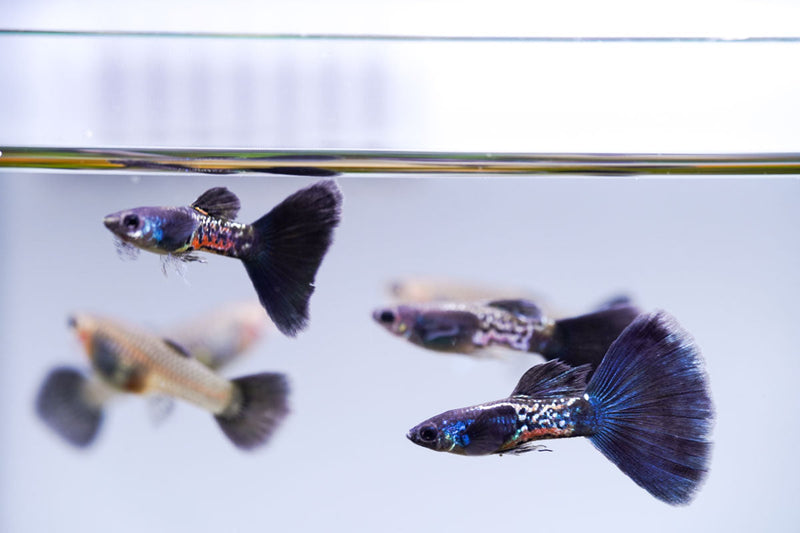 Black Metal Cobra Guppies, vibrant freshwater fish by JA, shown swimming in an aquarium with colorful plants.