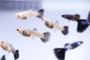 Black Metal Cobra Guppies, vibrant freshwater fish from JA, showcasing their sleek black coloration and distinctive tail fins.
