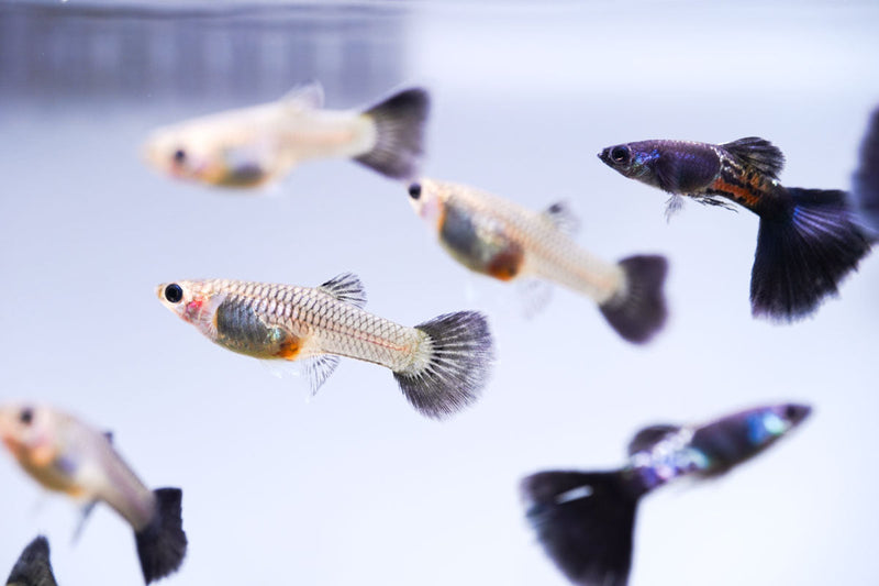 Black Metal Cobra Guppies, vibrant freshwater fish from JA, showcasing their sleek black coloration and distinctive tail fins.