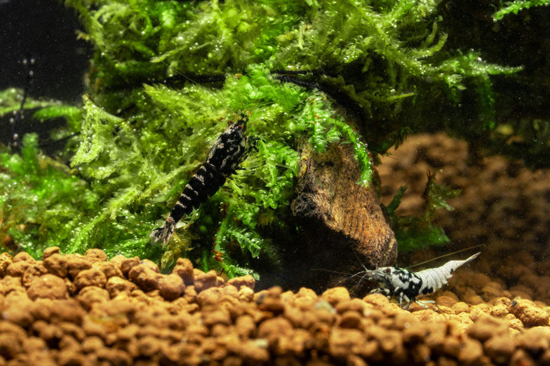 Black Pinto Shrimp from JA, showing a close-up of vibrant black and white patterned freshwater shrimp with detailed shell and antennae.