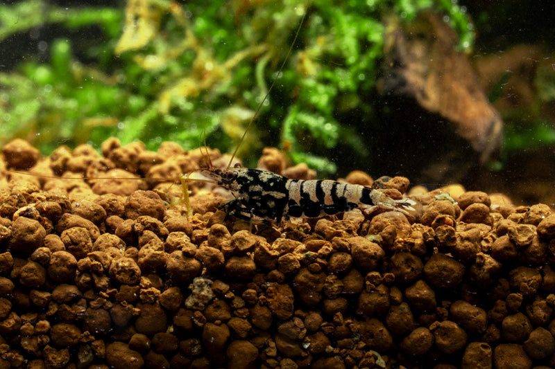 Black Pinto Shrimp from JA, showcasing vibrant black and white patterned freshwater shrimp suitable for aquariums.