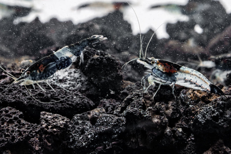 Black Rili shrimp from JA, showcasing their vibrant black coloration and detailed exoskeleton in an aquarium setting.