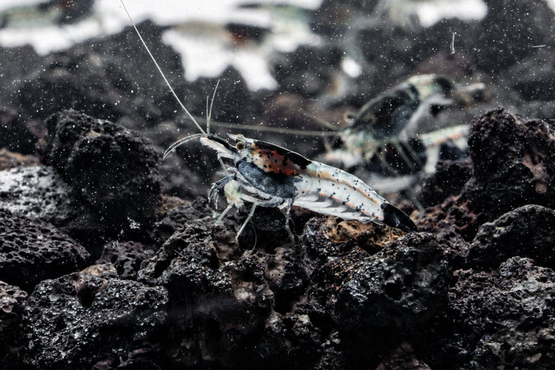 Black Rili Shrimp from JA, showcasing vibrant black and red coloration, ideal for freshwater aquariums.