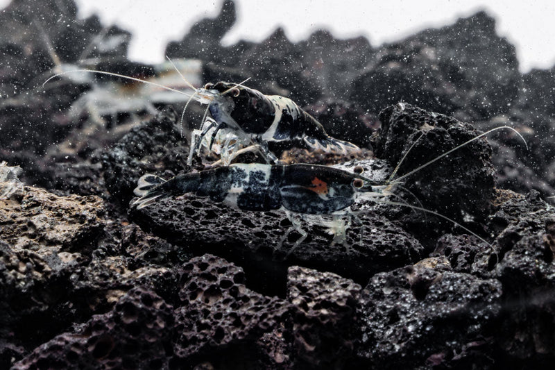 Black Rili Shrimp from JA, showcasing vibrant black and red coloration, ideal for freshwater aquariums.