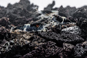 Black Rili Shrimp by JA, vibrant freshwater shrimp with black and red markings, ideal for aquariums.