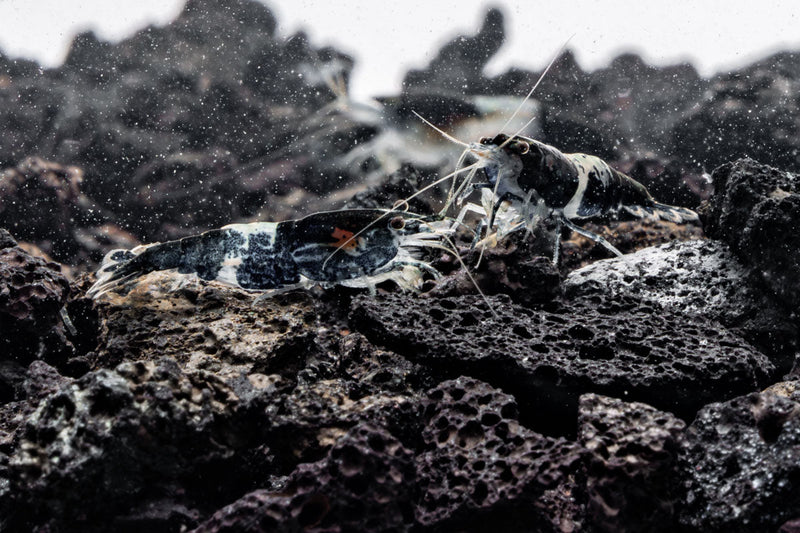 Black Rili Shrimp by JA, vibrant freshwater shrimp with black and red markings, ideal for aquariums.