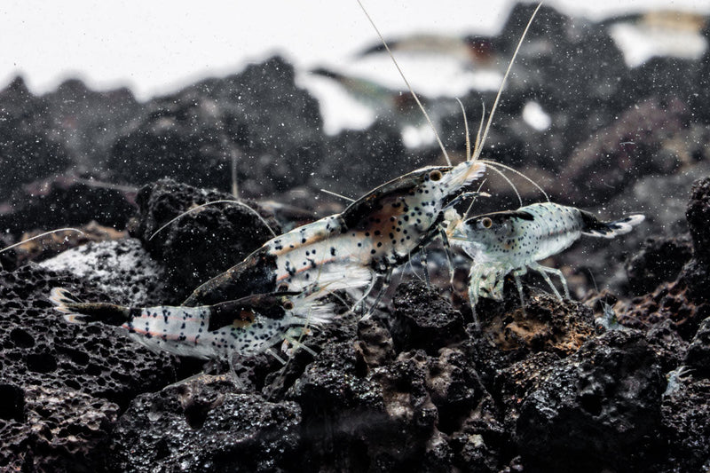 Black Rili Shrimp from JA, showcasing vibrant black and red coloration, swimming in aquatic habitat.
