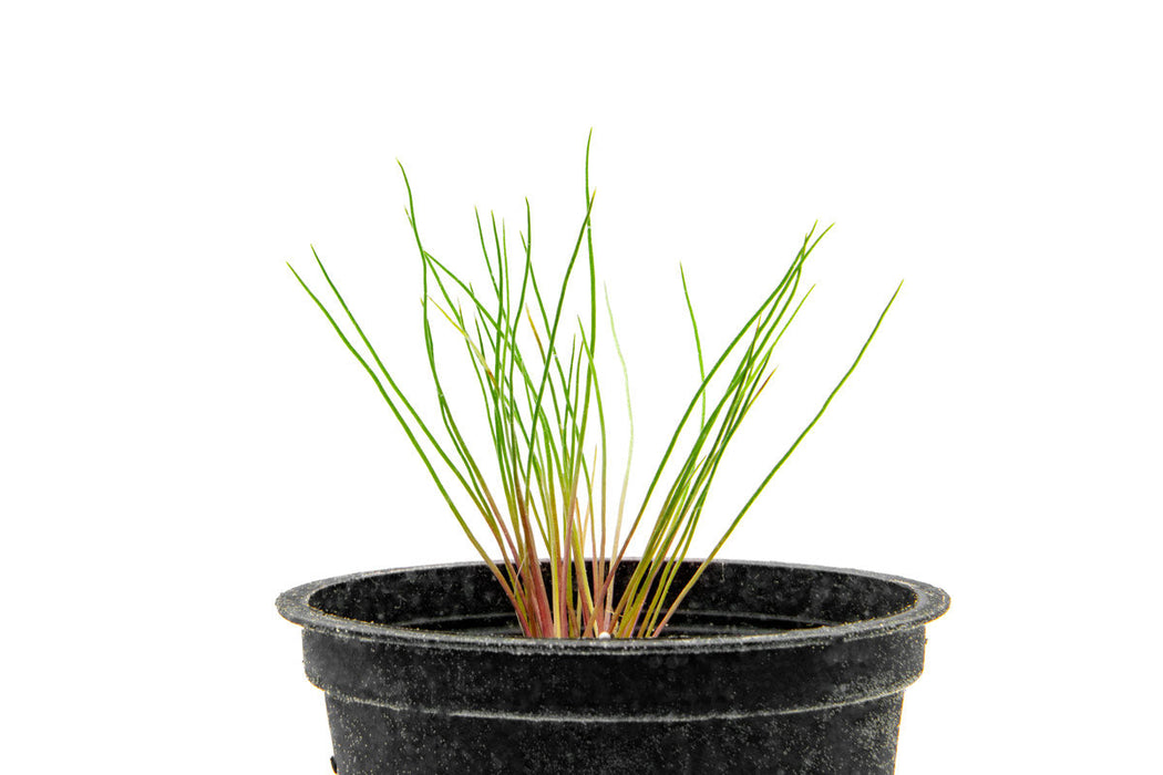 Blood Vomit (Centrolepis Drummondiana)