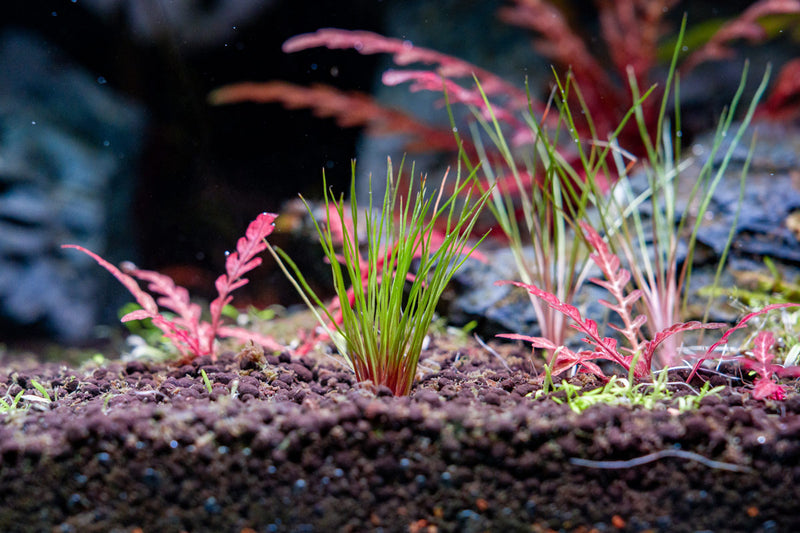 Aquatic plant Blood Vomit (Centrolepis drummondiana) with reddish foliage, natural aquatic environment, bright green and red tones.