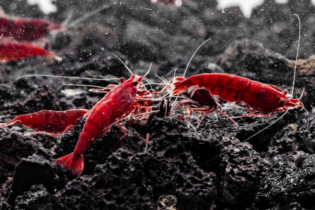 Bloody Mary Shrimp on aquarium gravel