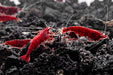 Bloody Mary Shrimp on aquarium gravel