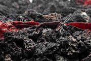 Bloody Mary Shrimp Shrimp - Buce Plant