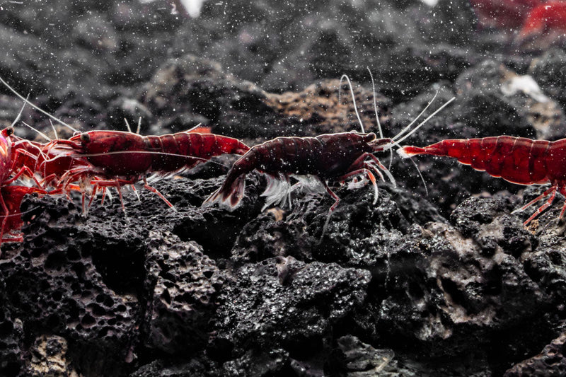 Bloody Mary Shrimp Shrimp - Buce Plant