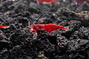 Bloody Mary Shrimp Shrimp - Buce Plant