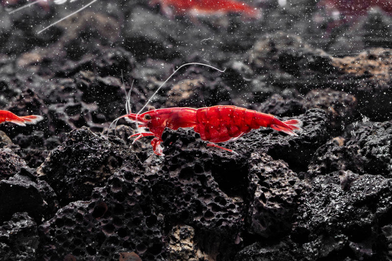 Bloody Mary Shrimp Shrimp - Buce Plant