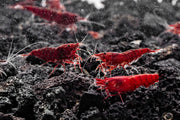 Bloody Mary Shrimp Shrimp - Buce Plant