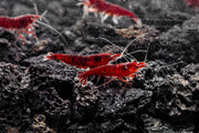 Bloody Mary Shrimp Shrimp - Buce Plant