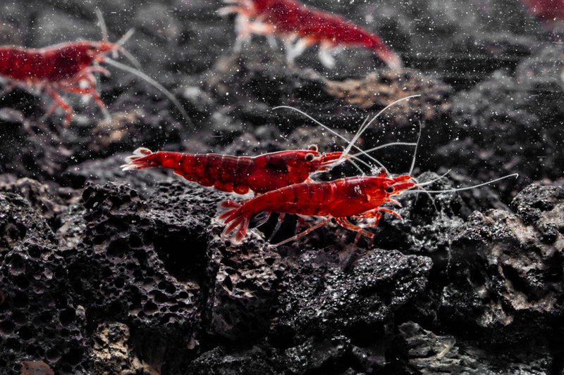 Bloody Mary Shrimp Shrimp - Buce Plant