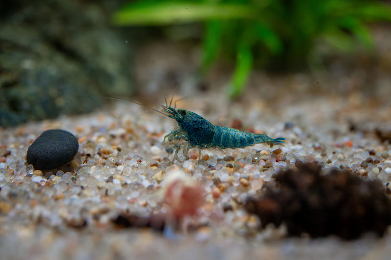 Fresh Blue Bolt Extreme Shrimp by JA, showcasing vibrant blue and pink shrimp with detailed shells and tails.