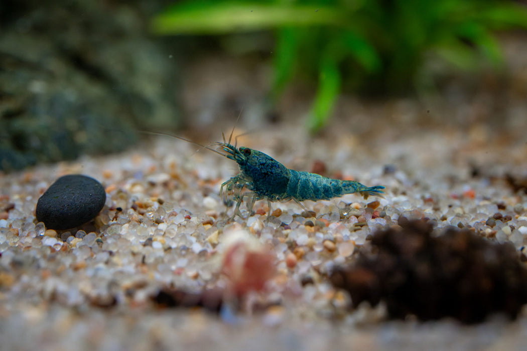 Fresh Blue Bolt Extreme Shrimp by JA, showcasing vibrant blue and pink shrimp with detailed shells and tails.