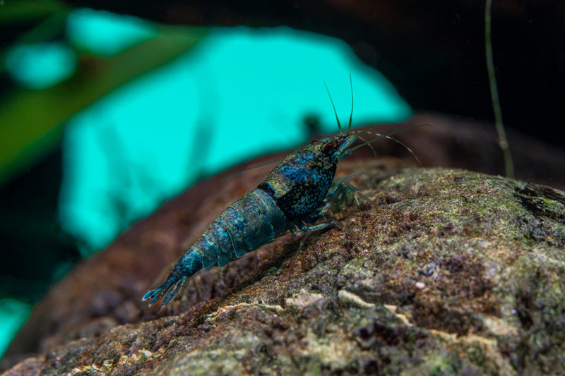 Fresh Blue Bolt Extreme Shrimp from JA, showcasing vibrant blue shells and plump, raw seafood ready for cooking or display.