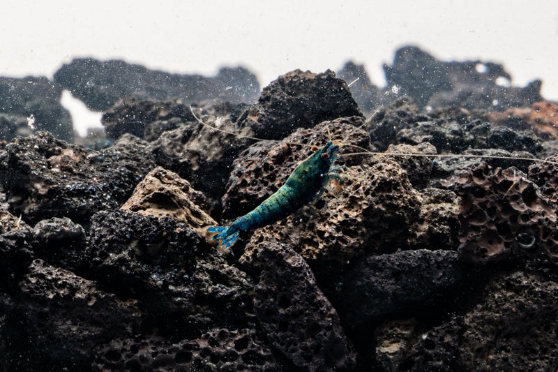 Blue Bolt Extreme Shrimp by JA, vibrant blue-colored fresh shrimp on ice, ideal for seafood dishes.