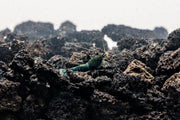 Blue Bolt Extreme Shrimp by JA, fresh and vibrant seafood with a bright blue coloration, ready for cooking or serving.