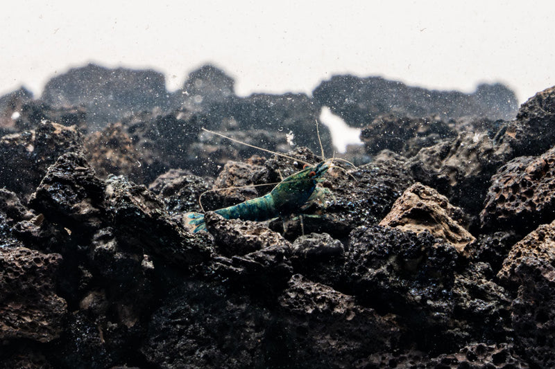 Blue Bolt Extreme Shrimp by JA, fresh and vibrant seafood with a bright blue coloration, ready for cooking or serving.