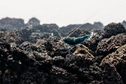 Blue Bolt Extreme Shrimp by JA, fresh and vibrant seafood shrimp with a bright blue color, ready for cooking or display.