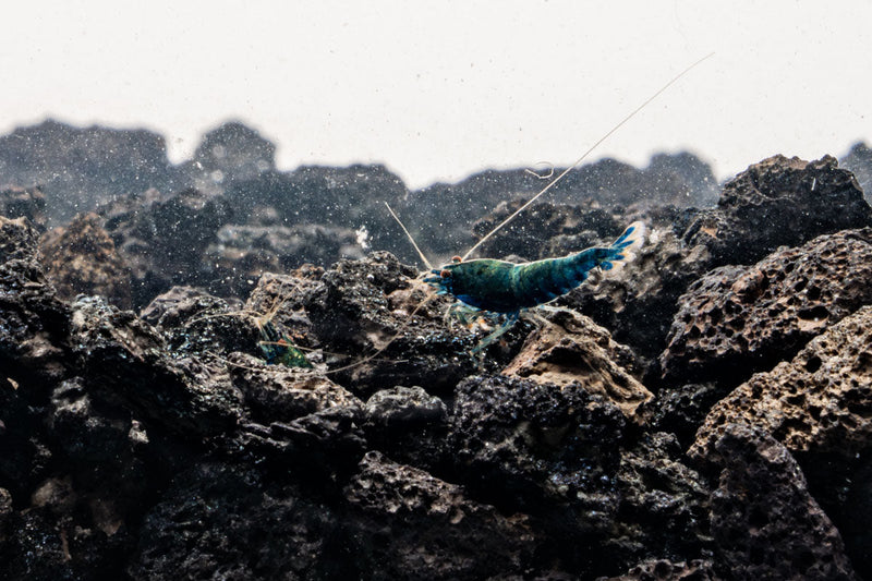 Blue Bolt Extreme Shrimp by JA, fresh and vibrant seafood shrimp with a bright blue color, ready for cooking or display.
