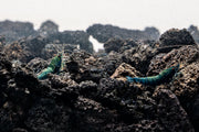 Blue Bolt Extreme Shrimp by JA, fresh and vibrant seafood shrimp, displayed in a natural setting against a neutral background.