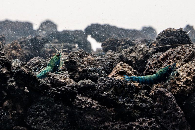 Blue Bolt Extreme Shrimp by JA, fresh and vibrant seafood shrimp, displayed in a natural setting against a neutral background.
