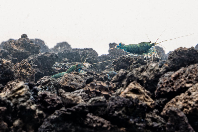 Blue Bolt Extreme Shrimp by JA, fresh and vibrant seafood with bright blue shells, displayed on a clean surface.