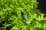 Fresh Blue Bolt Shrimp A Grade from JA, showcasing vibrant blue color and firm texture in a close-up view.