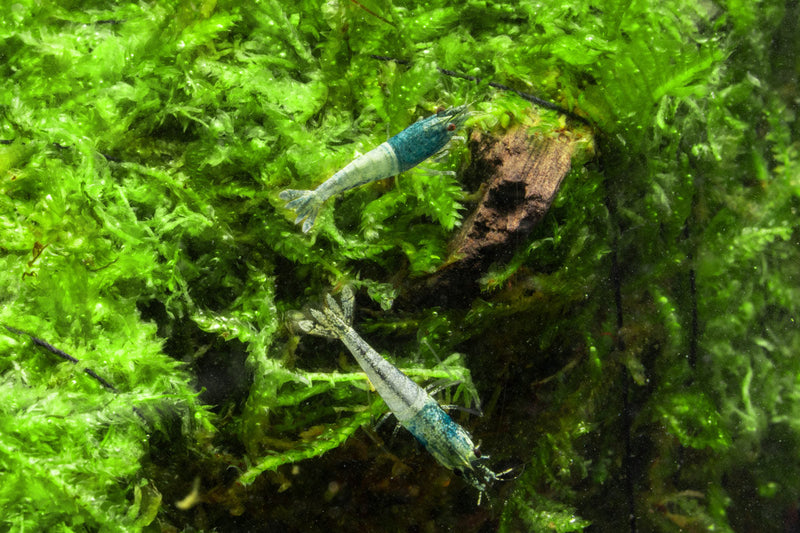 Fresh Blue Bolt Shrimp (A Grade) by JA, showing plump, vibrant blue shrimp with shiny shells on a white background.