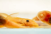 Blue Eye Lemon Bristlenose Pleco fish from JA, showcasing its vibrant blue eyes and yellow lemon coloration in an aquarium setting.