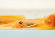 Blue Eye Lemon Bristlenose Pleco fish from JA, showcasing its vibrant blue eye and yellow lemon-colored body in an aquarium scene.