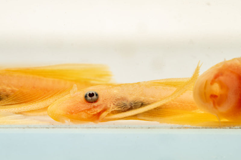 Blue Eye Lemon Bristlenose Pleco fish from JA, showcasing its vibrant blue eye and yellow lemon-colored body in an aquarium scene.