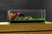Blue Mountain Seiryu Stone Stone - Buce Plant