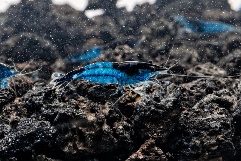 Blue Rili Shrimp, small freshwater shrimp with vibrant blue and white coloration, from the JA brand, swimming in an aquarium.