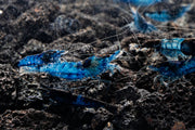 Blue Rili Shrimp from JA, showcasing vibrant blue and white patterned freshwater shrimp on a clean background.