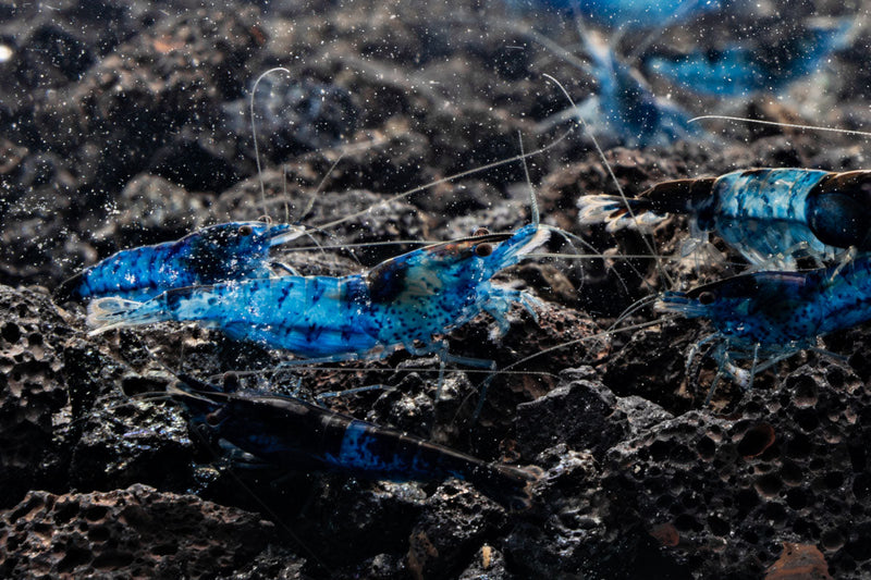 Blue Rili Shrimp from JA, showcasing vibrant blue and white patterned freshwater shrimp on a clean background.